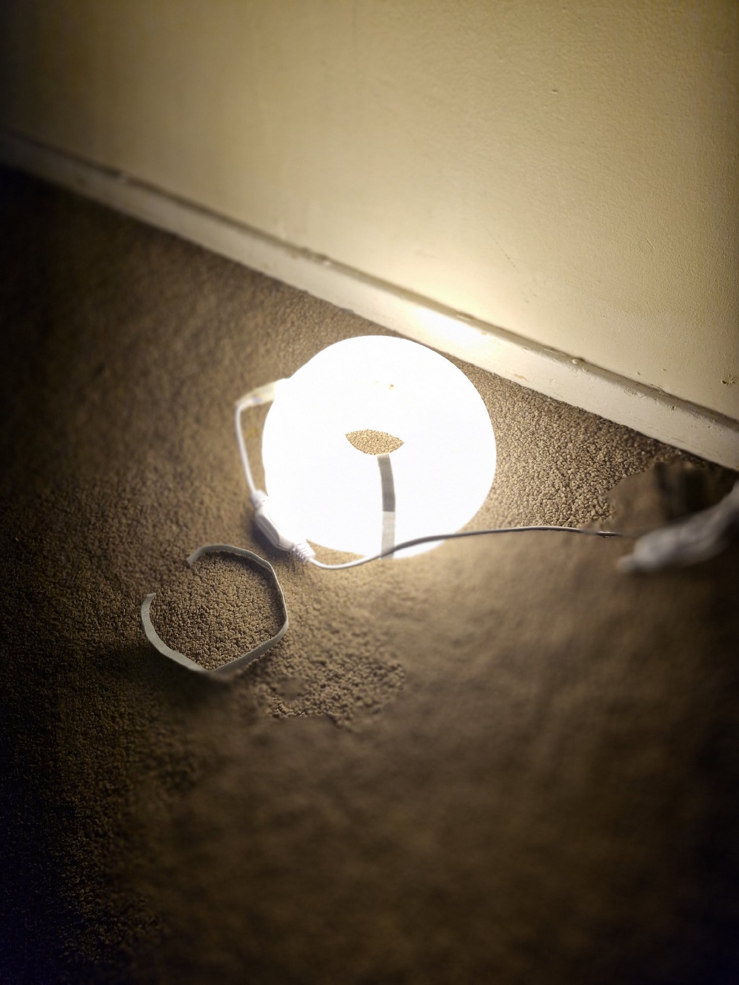 LED Neon Rope Light with Switch and Mounting Clips, Unbranded, 10M, New condition — preloved on SilentSale®