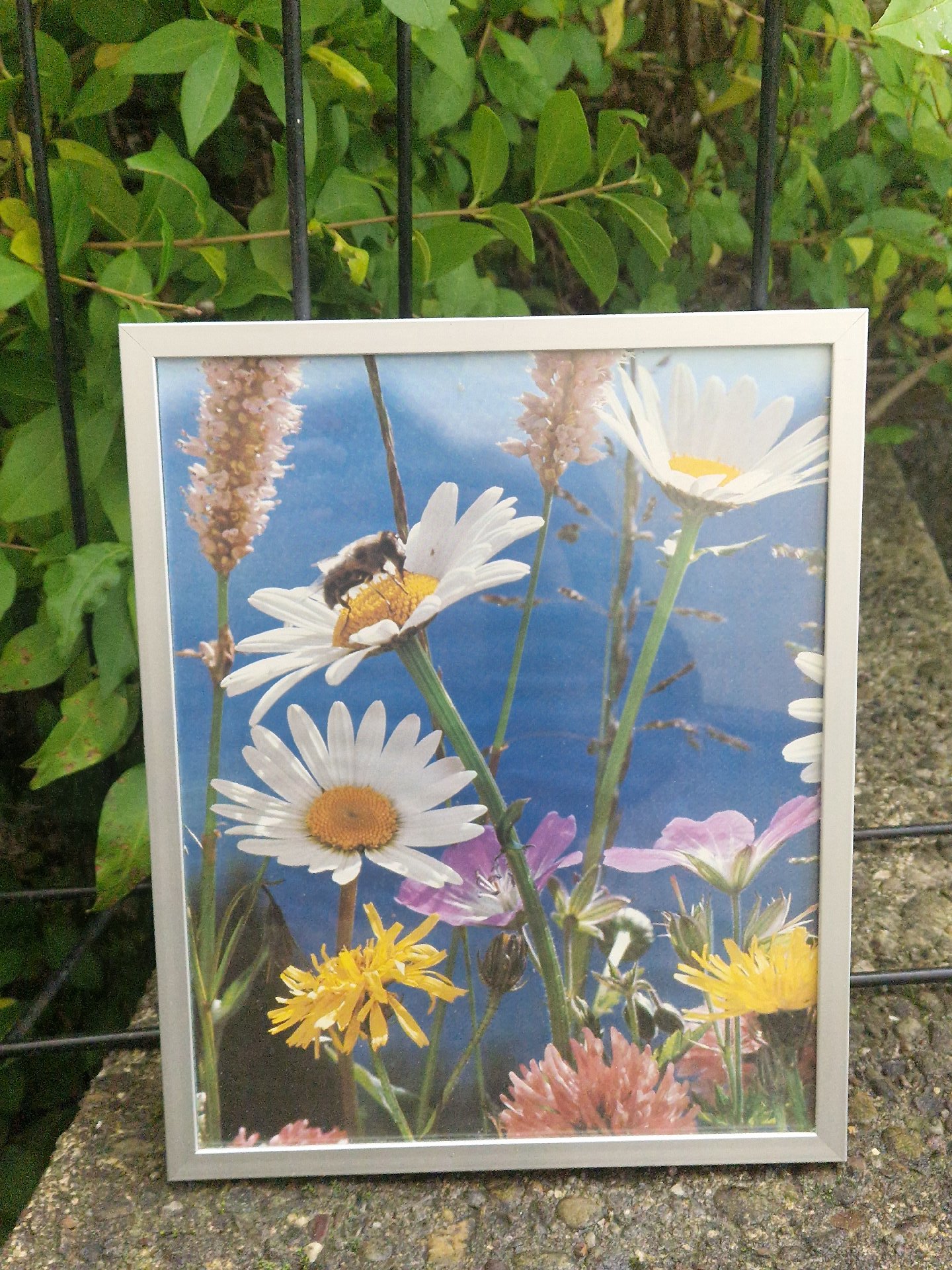 Framed pressed wildflower art featuring daisies and mixed meadow flowers, Art, One Size, Excellent condition — preloved on SilentSale®
