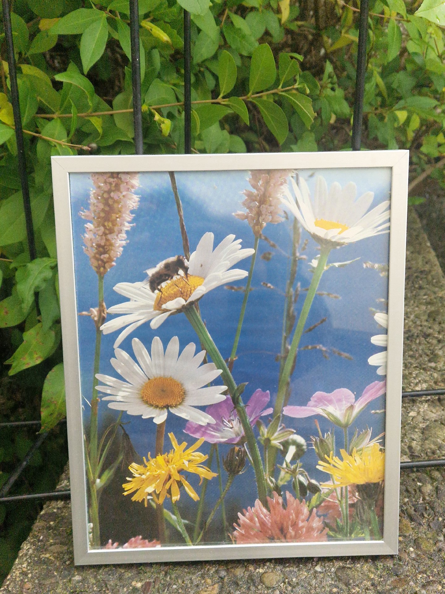Framed pressed wildflower art featuring daisies and mixed meadow flowers, Art, One Size, Excellent condition — preloved on SilentSale®